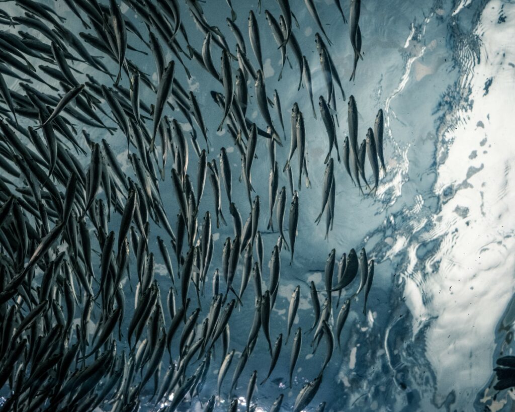 Fish farming